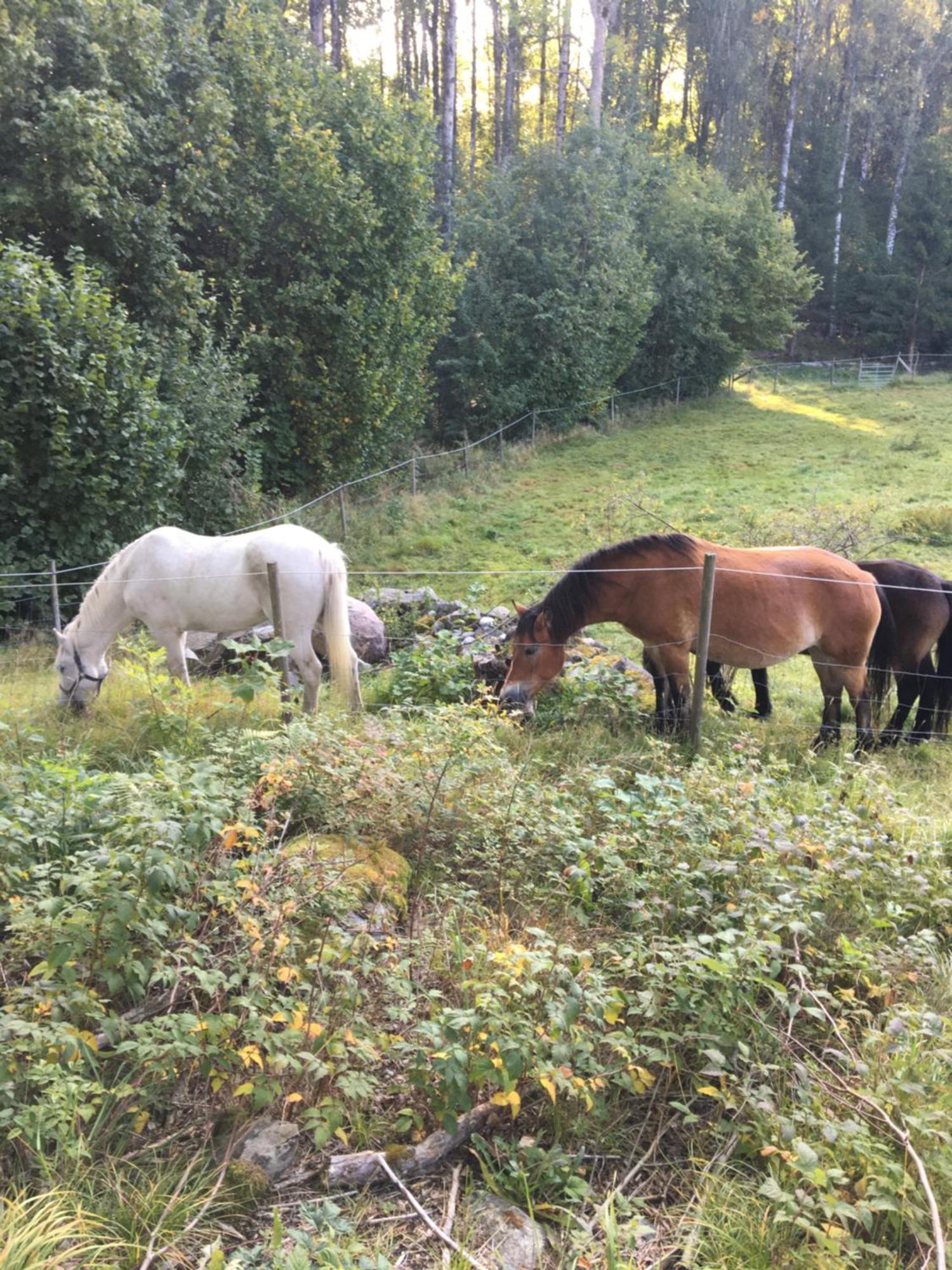 Henneviken Bnb Ed 외부 사진